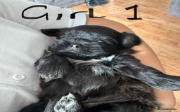 Shih Tzu dogs for sale: Beautiful shih tzu puppies for sale  - Image 2