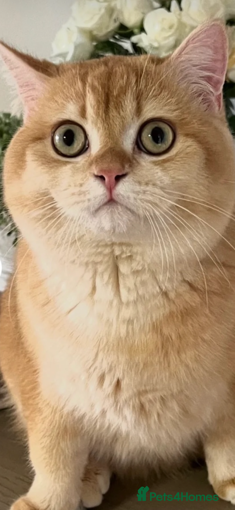 British Shorthair cats Active chocolate golden chinchilla - Advert 6