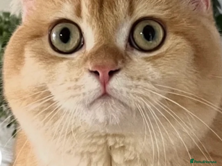 British Shorthair cats Active chocolate golden chinchilla - Advert 6