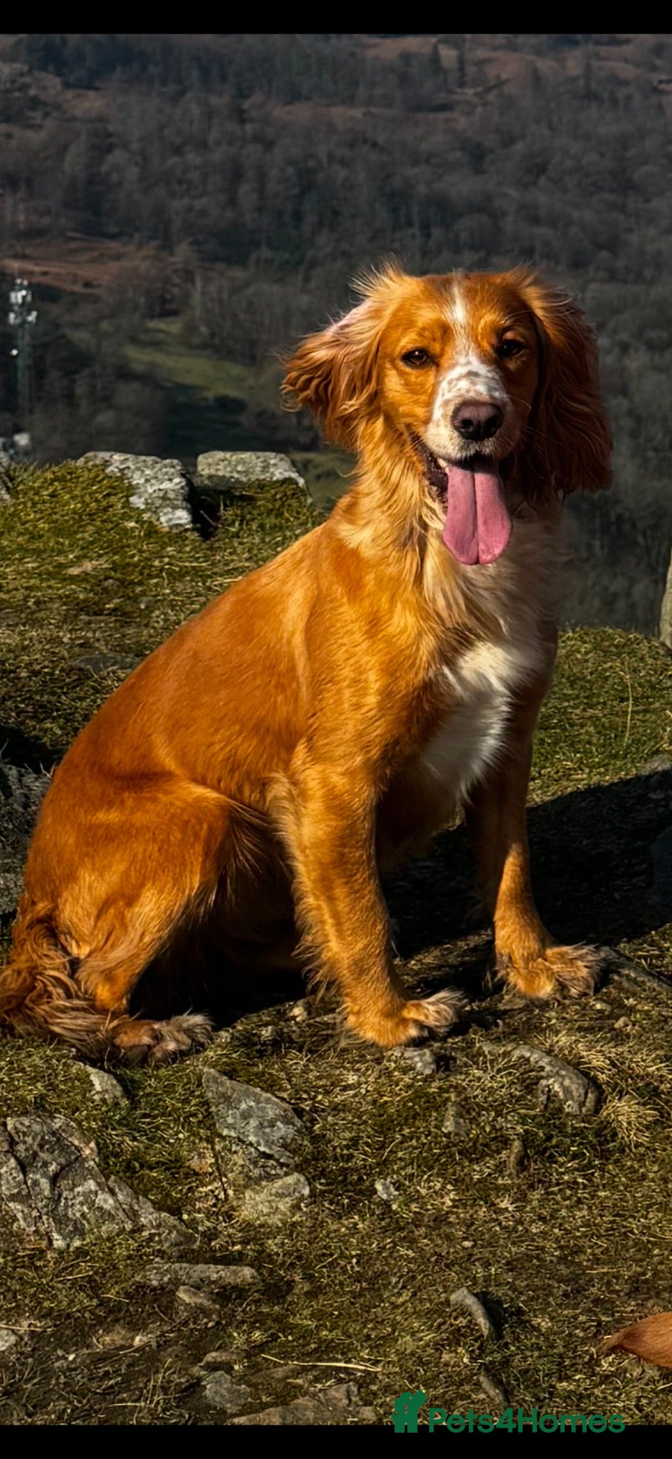Cocker Spaniel dogs Golden Working Cocker Spaniel Puppies - Advert 3