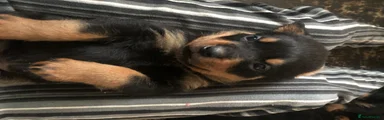 Rottweiler 3