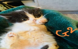 British Longhair cats for sale: British mix breed kittens for sale  - Advert 7