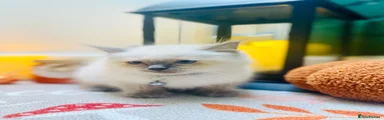 Ragdoll 2