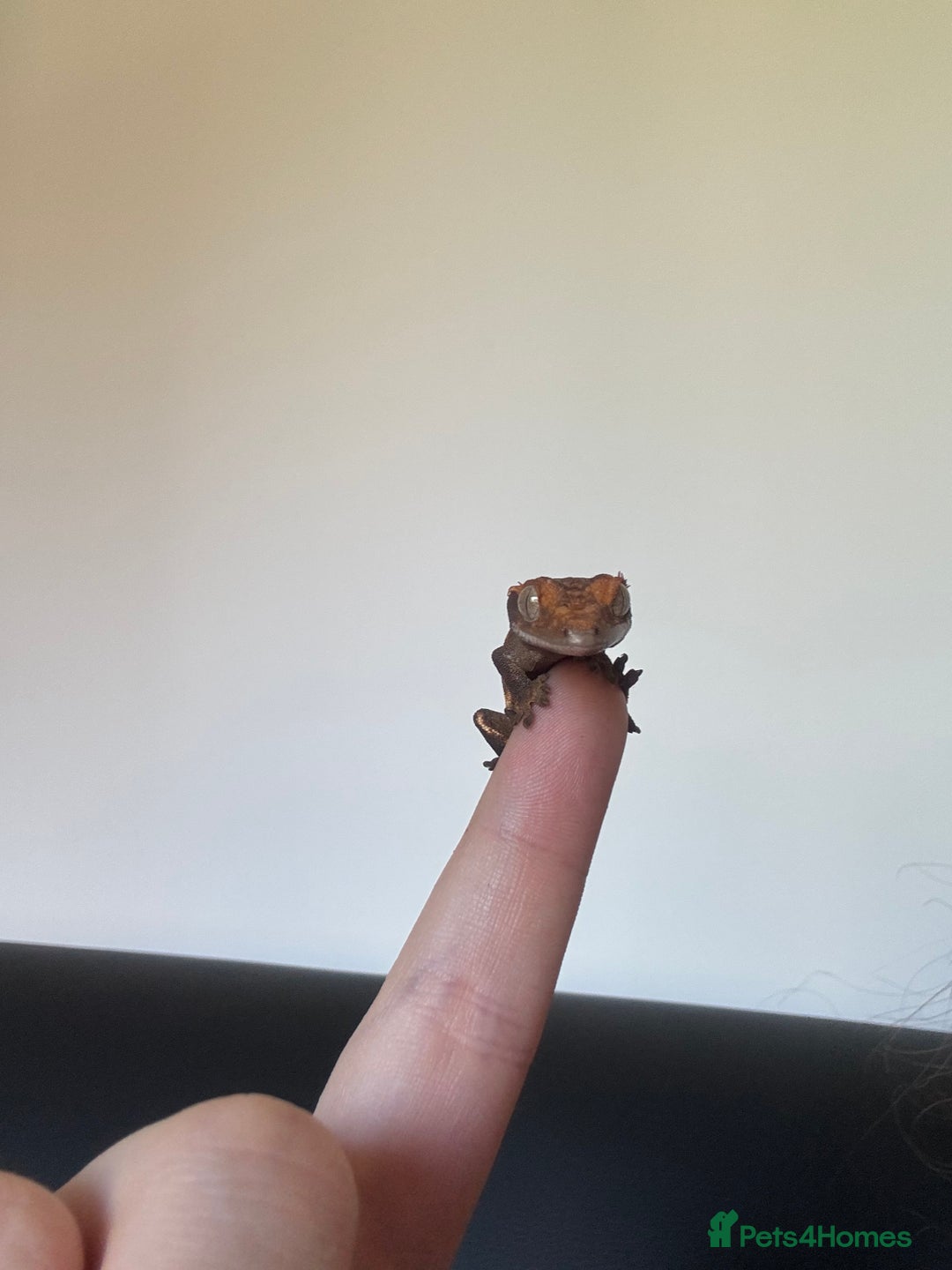 Gecko reptiles for sale: Harlequin x Pinstripe Gecko  - Advert 4