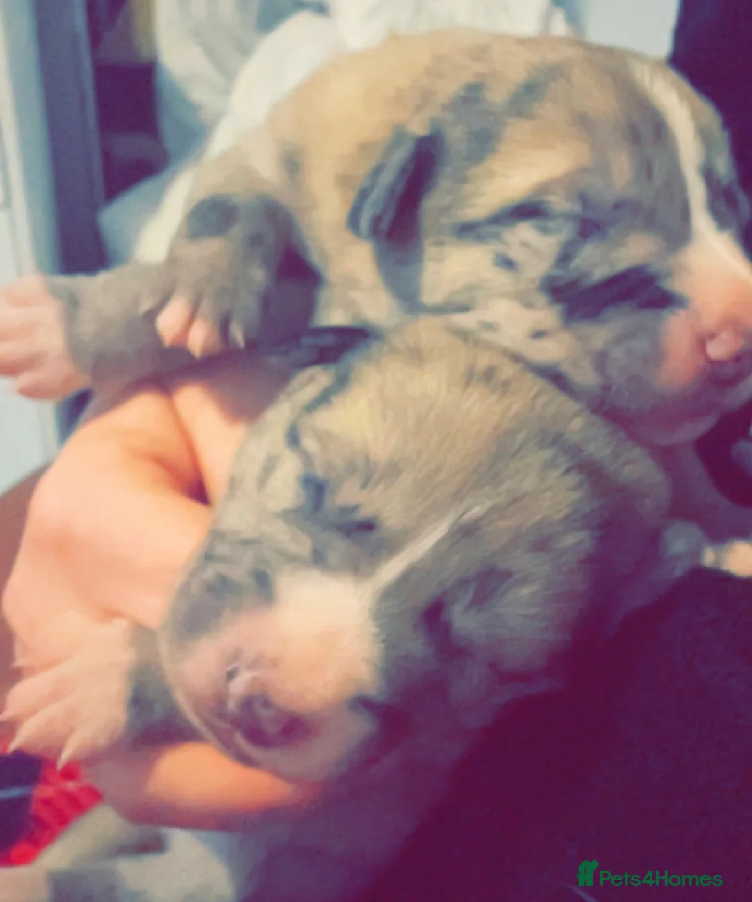 Mixed Breed dogs for sale: Catahoula leopard dog cross with Belgium Malinois  - Advert 17