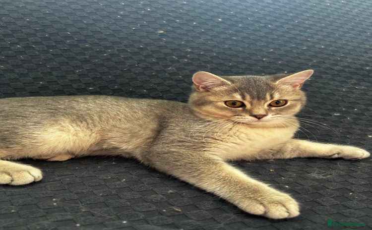British Shorthair cats - Advert 1