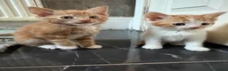 Aegean cats for sale: Aegean Kitten Female looking for forever home ❤️ - Advert 16