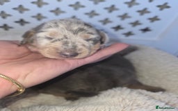 Miniature Dachshund dogs for sale: Miniature smooth dachshund  - Image 15
