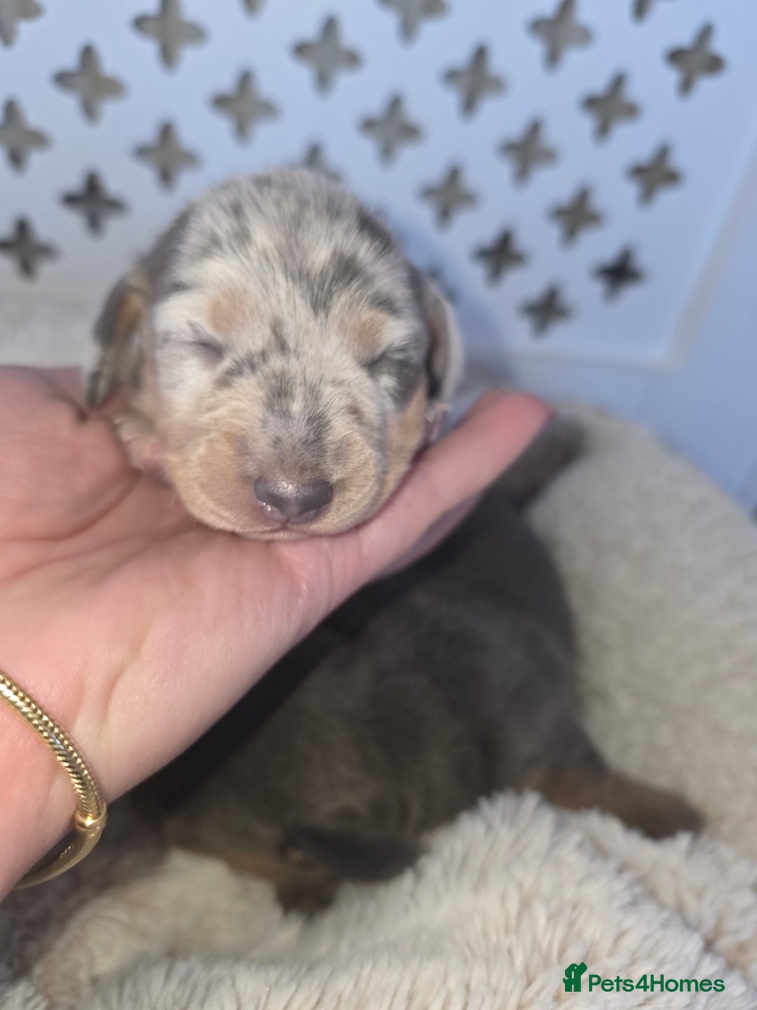 Miniature Dachshund dogs for sale: Miniature smooth dachshund  - Image 15