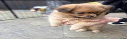 Pomchi dogs for sale: Beautiful 13 Week Old Pomchi Boy - Advert 4