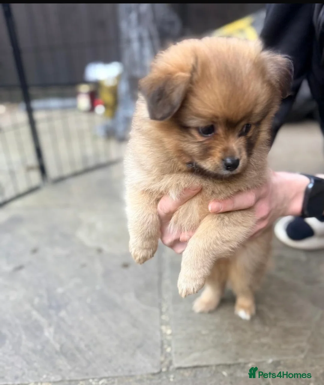 Pomchi dogs for sale: Beautiful 13 Week Old Pomchi Boy - Advert 4