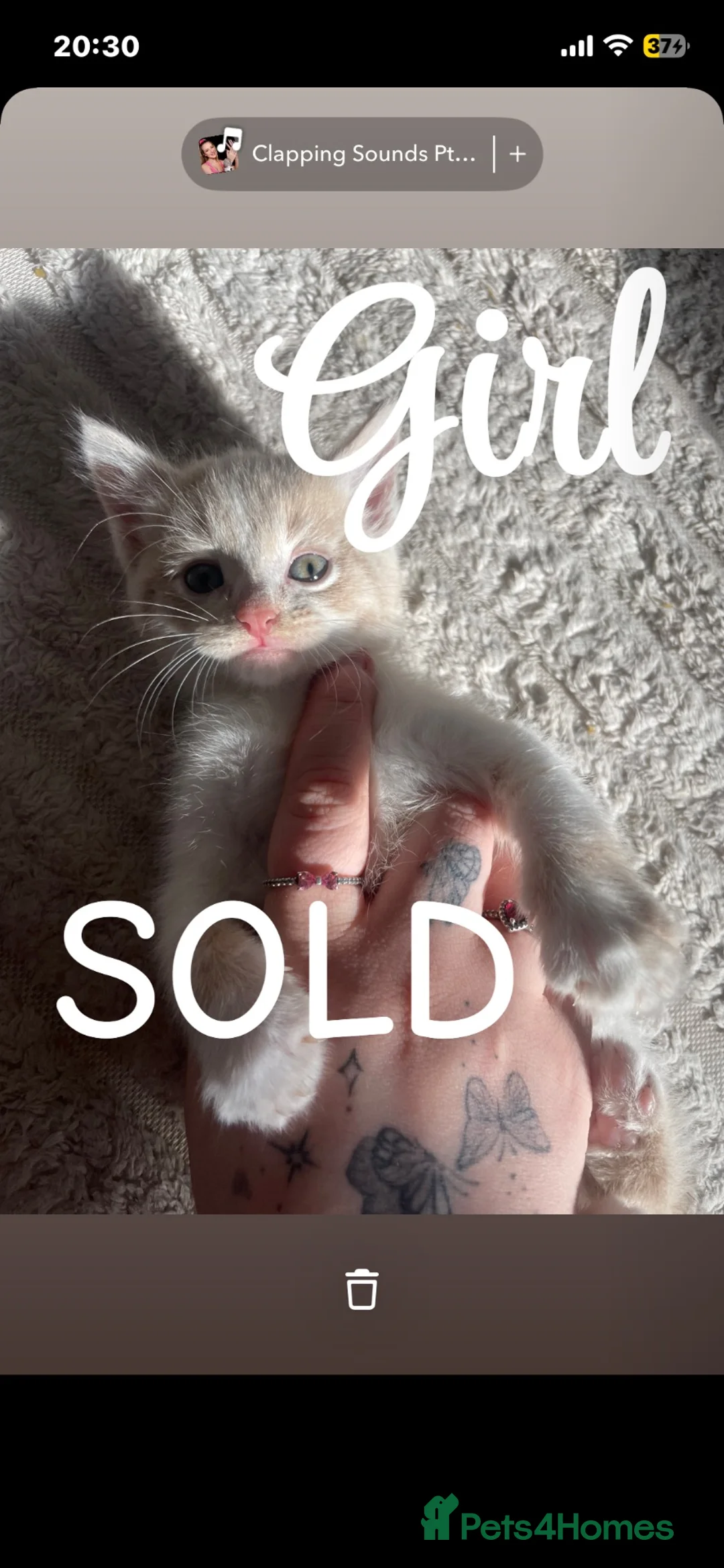 Domestic Shorthair cats for sale: Kittens  in Brierley Hill - Advert 2