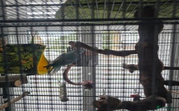 Parakeets birds for sale: Blue ring neck parakeet  - Image 3