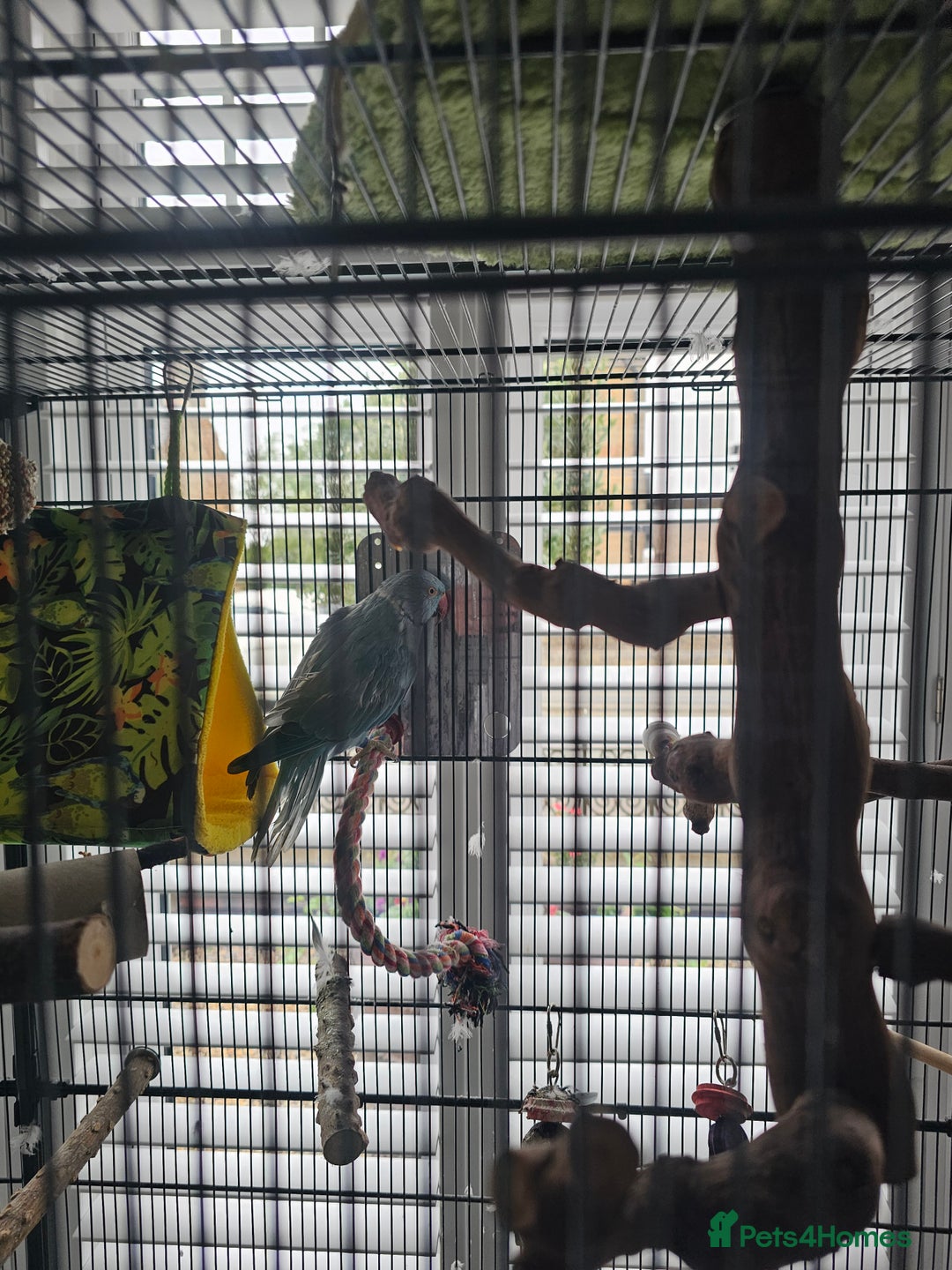 Parakeets birds for sale: Blue ring neck parakeet  - Image 3
