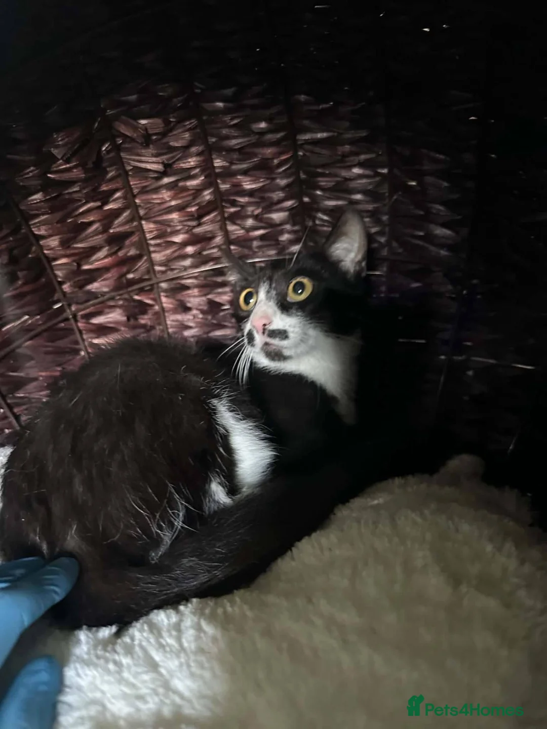 Mixed Breed cats for adoption: Mako for adoption in Kidlington - Advert 5