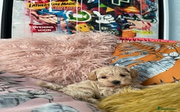Maltipoo dogs for sale: ❤️XS TOY MALTIPOOS❤️ - Image 4