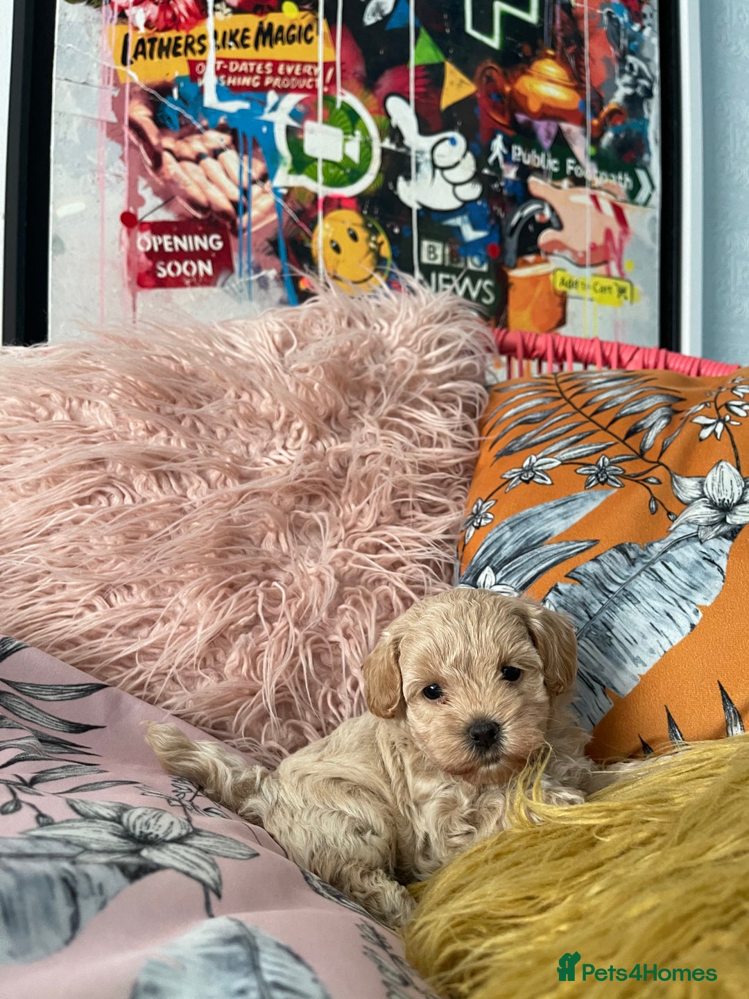 Maltipoo dogs for sale: ❤️XS TOY MALTIPOOS❤️ - Image 4