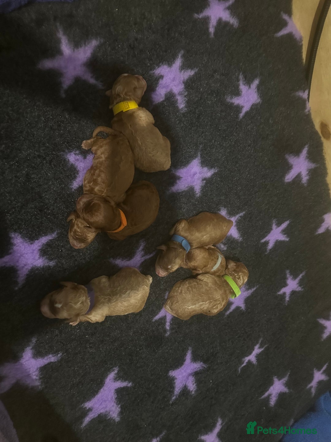 Cockapoo dogs for sale: FOX RED TOY COCKAPOO PUPPIES  - Advert 10