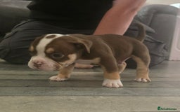 Olde English Bulldogge dogs for sale: Old English bulldog puppies  - Image 3