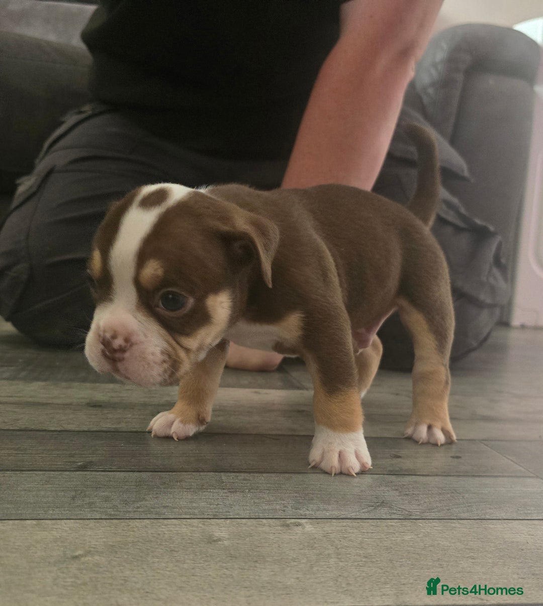 Olde English Bulldogge dogs for sale: Old English bulldog puppies  - Image 3