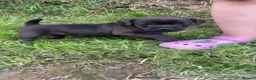 Patterdale Terrier dogs for sale: 2 male patterdale puppy’s  in Umberleigh - Advert 5