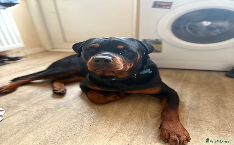 Rottweiler dogs - Advert 1