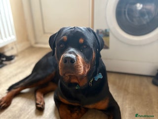 Rottweiler dogs - Advert 1