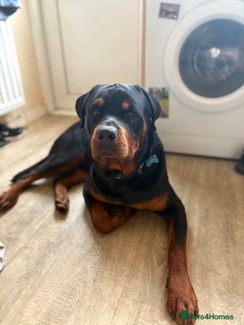 Rottweiler dogs - Advert 10