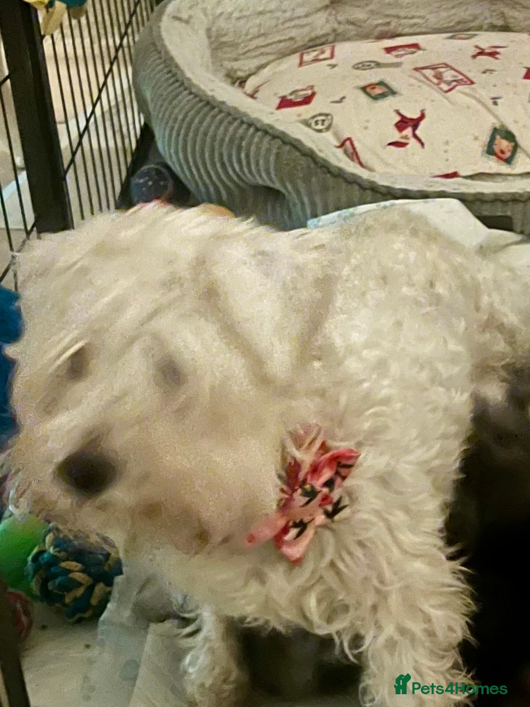 Miniature Schnauzer dogs for sale: 🤎🖤🩶Stunning Miniature Schnauzer Pups🩶🖤🤎 - Advert 2