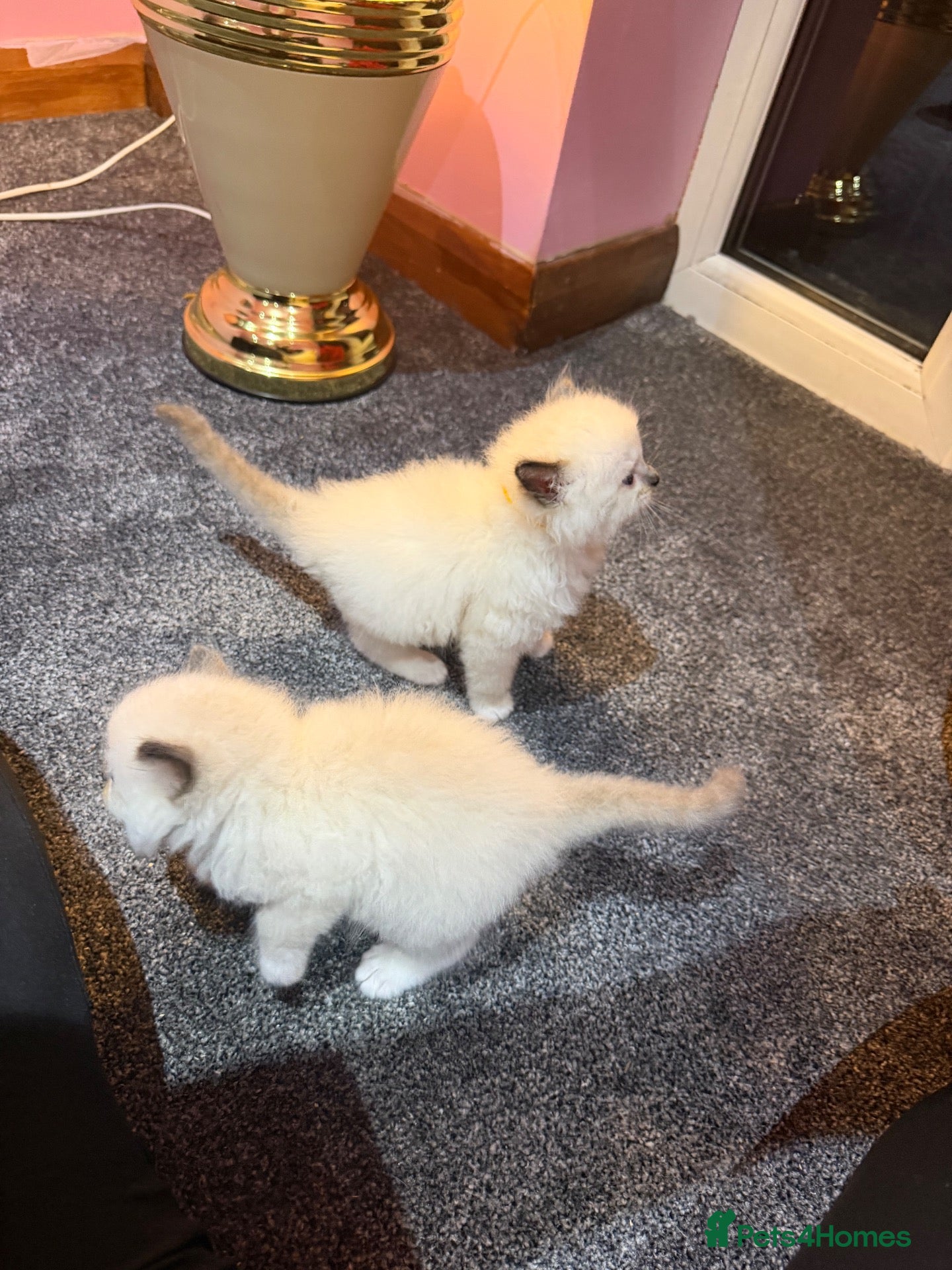 Ragdoll cats Pure breed healthy Ragdolls  - Advert 2