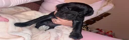 Cane Corso dogs for sale: Came corso - Advert 8