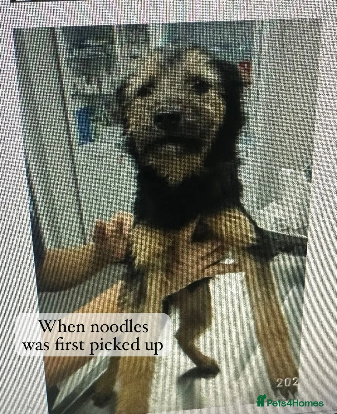 Mixed Breed dogs for adoption: Noodle, 11 months approx. Available for adoption. - Advert 2