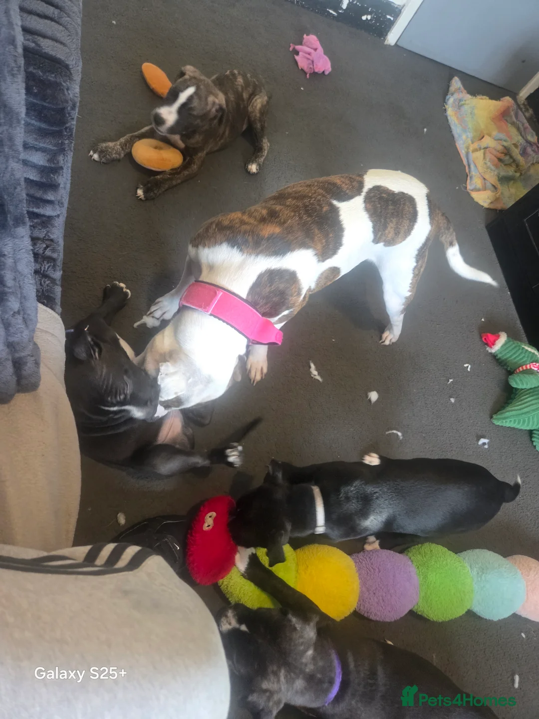 Mixed Breed dogs for sale: Ready to go.  Staffy + Cane corso  - Advert 1