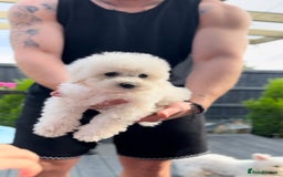 Bichon Frise dogs for sale: Beautiful Bichon Frise only 1 available  - Image 10