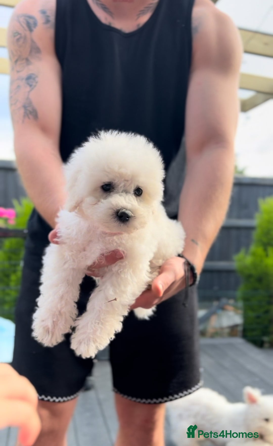 Bichon Frise dogs for sale: Beautiful Bichon Frise only 1 available  - Image 10