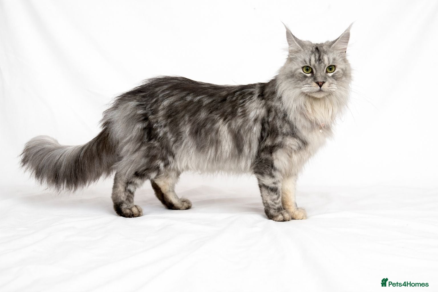 Maine Coon cats Beautiful Silver tabby Maine coon girls - Advert 1