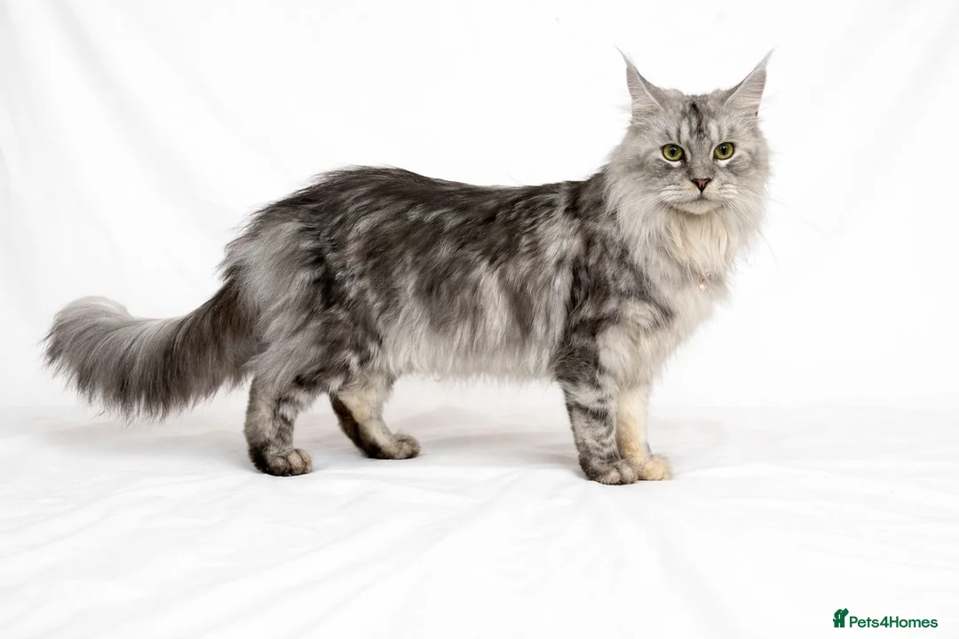 Maine Coon cats for sale: Beautiful Silver tabby Maine coon girls - Advert 2