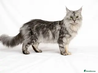 Maine Coon cats Beautiful Silver tabby Maine coon girls - Advert 1