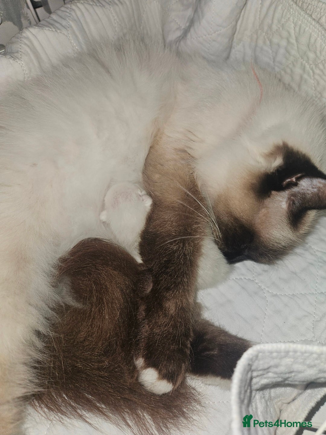 Ragdoll cats for sale: Beautiful Ragdoll X kitten ready next week - Advert 2