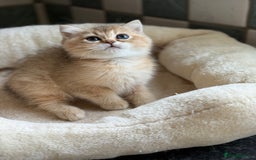 British Shorthair cats for sale: GCCF reg BSH Chocolate and Black Golden Kittens in London - Image 18