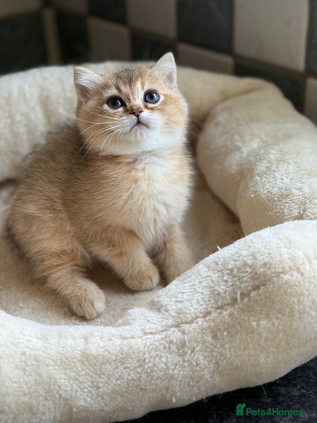 British Shorthair cats for sale: GCCF reg BSH Chocolate and Black Golden Kittens in London - Image 18