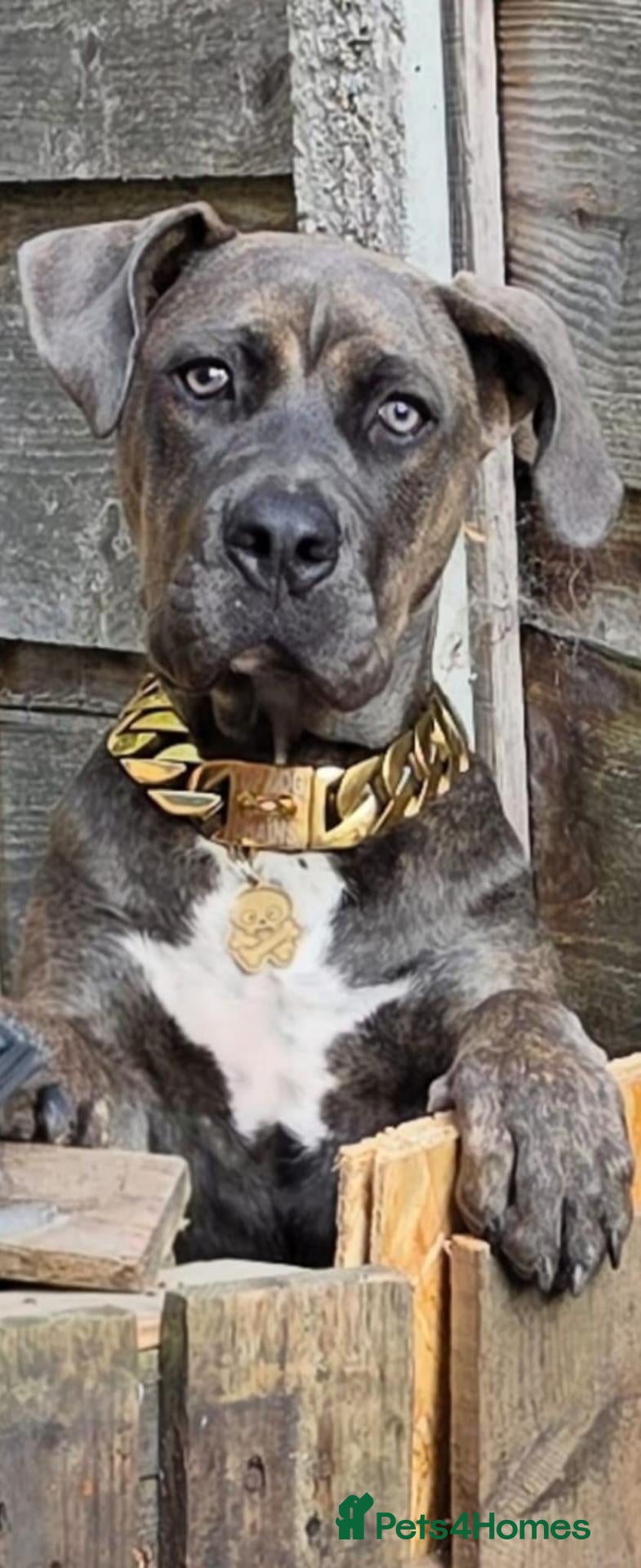 Mixed Breed dogs Forever home wanted  - Advert 3