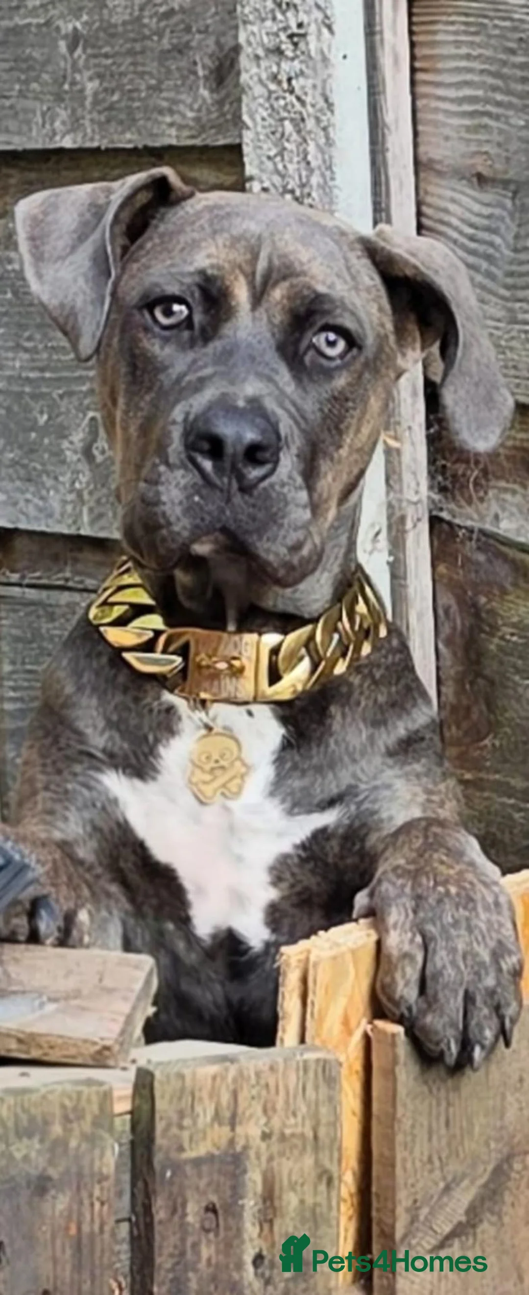 Mixed Breed dogs for sale: Forever home wanted  - Advert 1