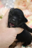 Cavapoo dogs - Advert 3