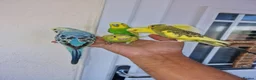 Budgerigars birds for sale: Super silly hand tamed baby budgies  - Advert 6