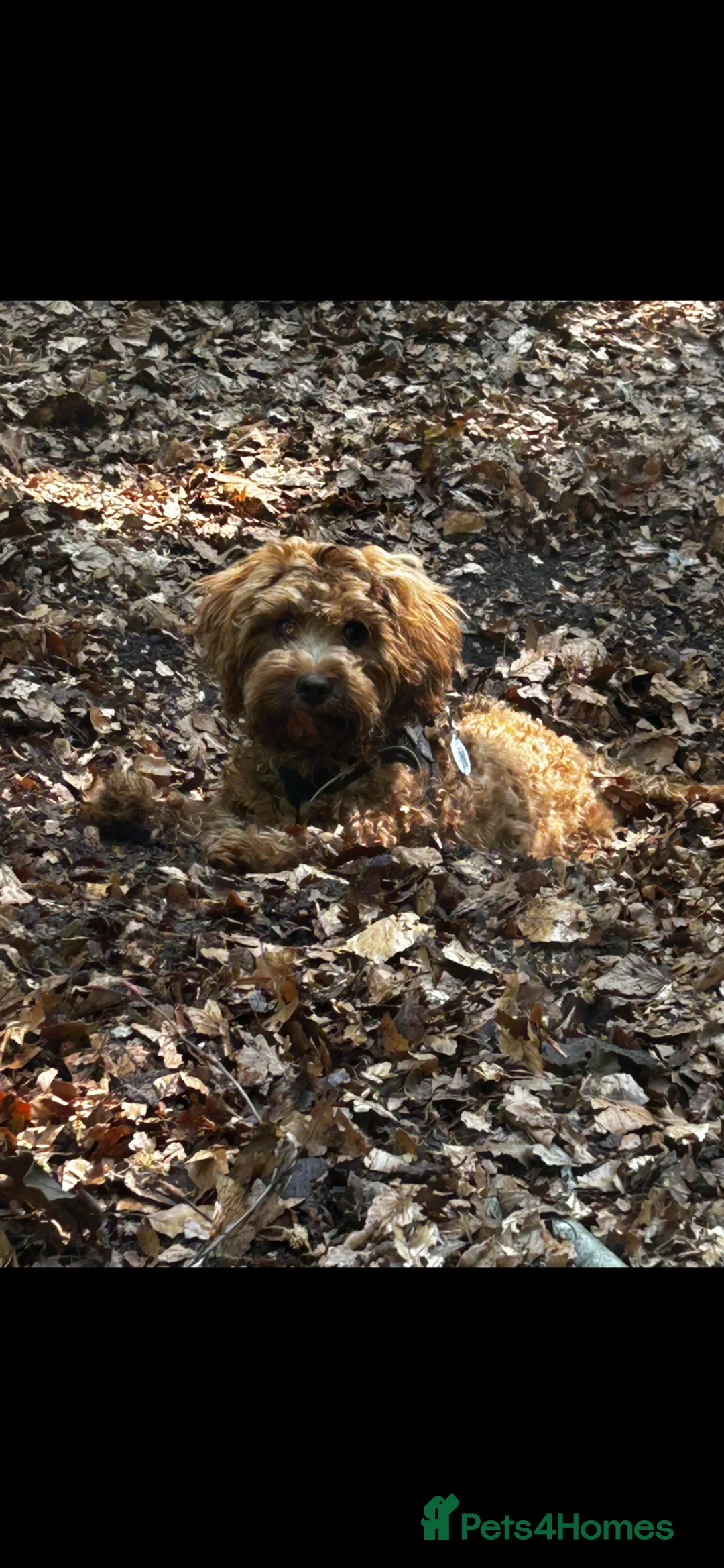 Cavapoo dogs for sale: Kobe 6 month old Cavapoo puppy - Advert 2