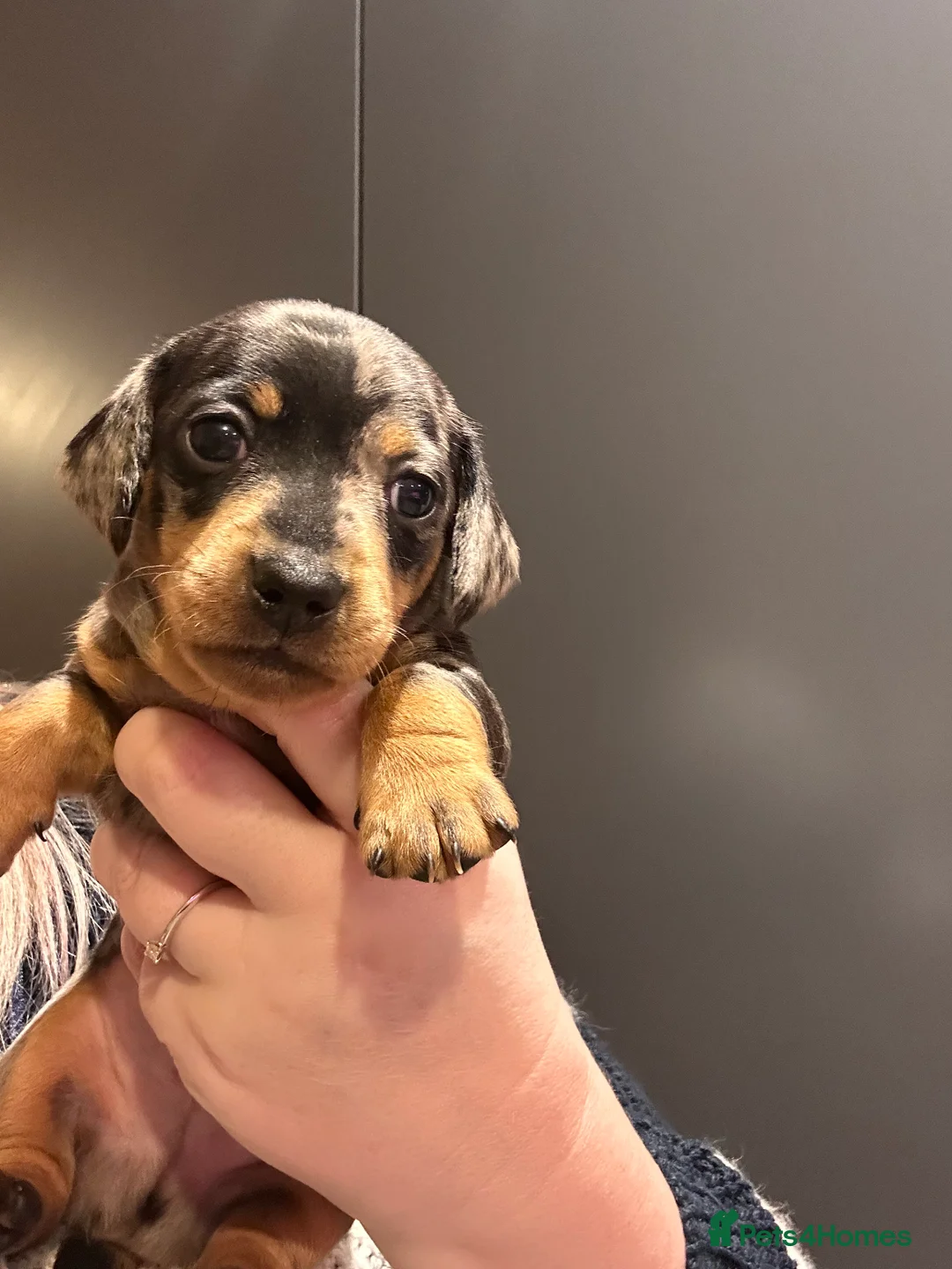 Miniature Dachshund dogs for sale: STUNNING KC MINIATURE DACHSHUND PUPS FOR SALE !!  - Advert 9