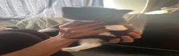 Bengal cats for sale: Bengal/Tabby beautiful kittens  - Advert 11