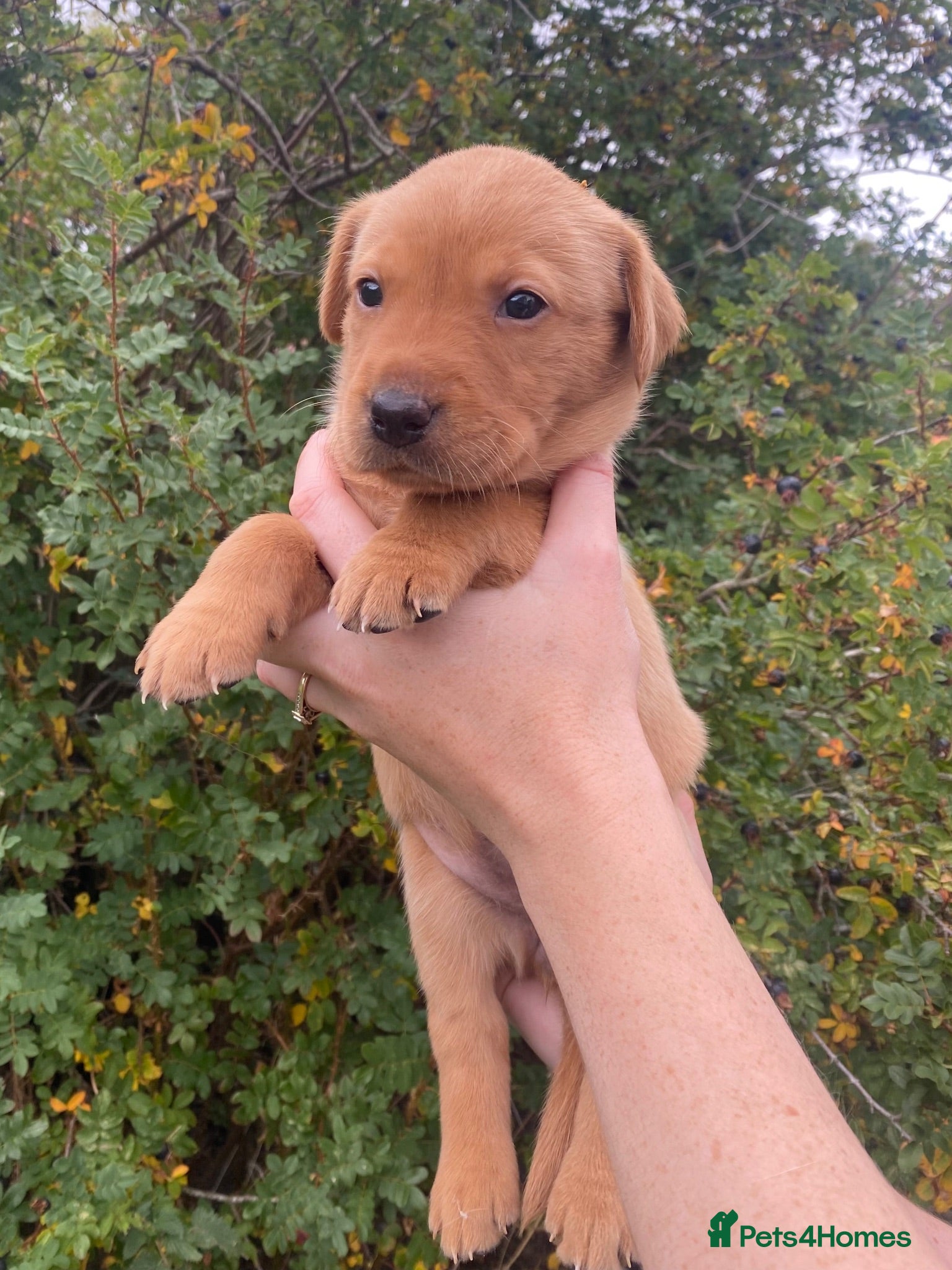 Labrador Retriever dogs Exceptional Field Trial Champion Lines KC Lab Pups - Advert 2