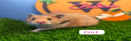 Hamster rodents for sale: Syrian Hamster Babies Baby Male Female Pedigree - Advert 2